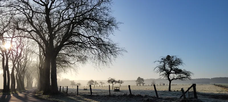 L’allée bordée d’arbres, un matin de givre, dans la brume